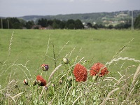 Zomerbeeld van de vallei vanuit het vakantiehuisje